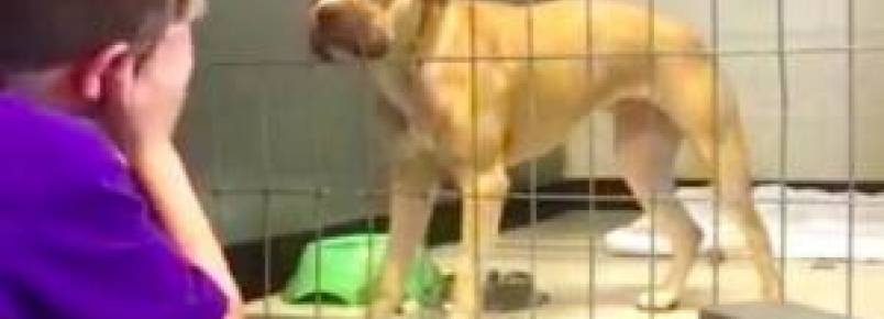 Cão apavorado após ser abandonado se liberta da tristeza com ajuda de menino