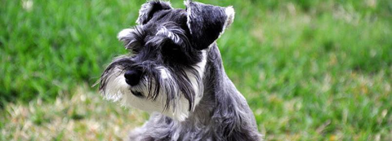As dez características da raça Schnauzer