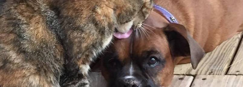 Gata conforta cachorra doente com muitos beijos