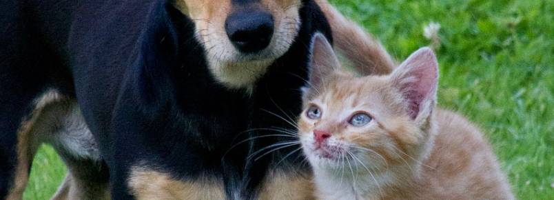 Assembleia terá CPI para investigar maus tratos aos animais
