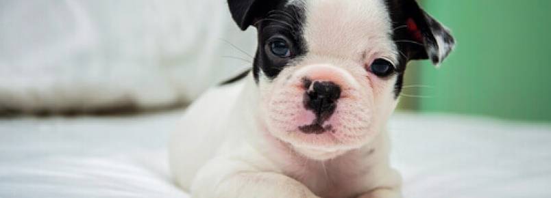 Faça com que seu novo cão sinta-se em casa