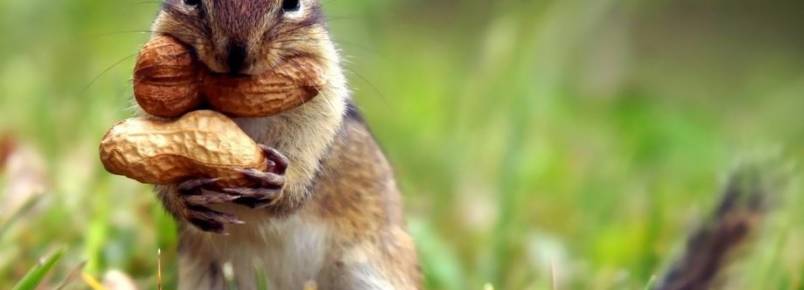 Os esquilos são os animais que mais plantam arvores