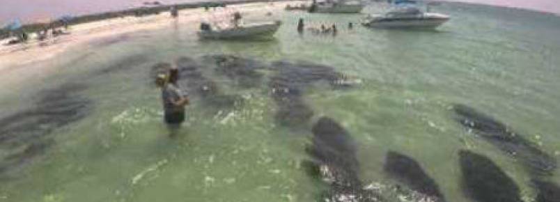 Grupo de peixes-boi "invade" praia na Flórida.