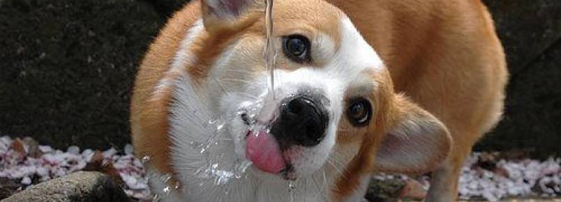Riscos que podem existir na água de nossos cães