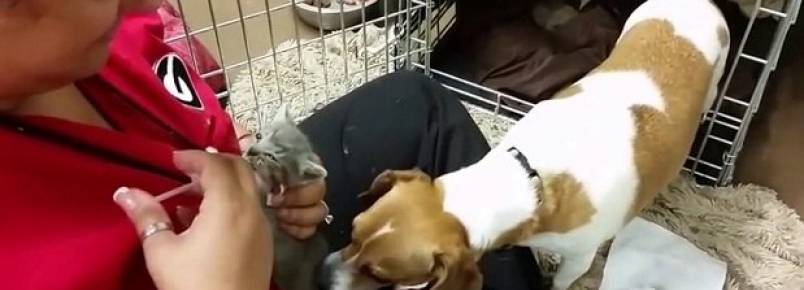 Vídeo fofo mostra cadela cuidando de gatinhos, e faz sucesso na internet