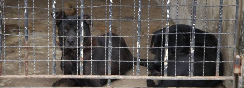 Mulher é acusada de abandonar cães