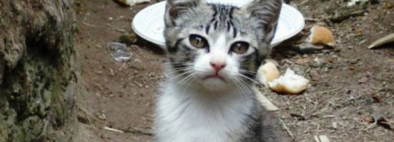 Mais de 150 gatos abandonados sero levados para colnias superlotadas