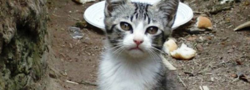 Mais de 150 gatos abandonados serão levados para colônias superlotadas
