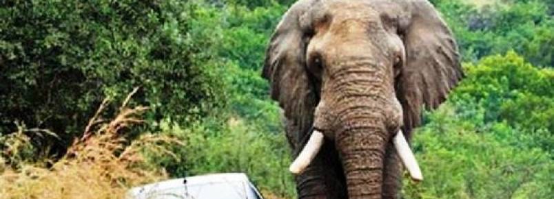 Consumo de marfim na Tailndia provoca aumento de abate de elefantes