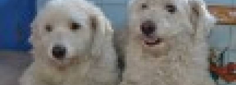 Protetora de animais cria rede online de adoção no Rio