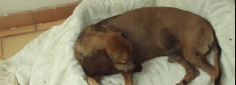 Lei que garante atendimento gratuito a animais é vaga e gera polêmica