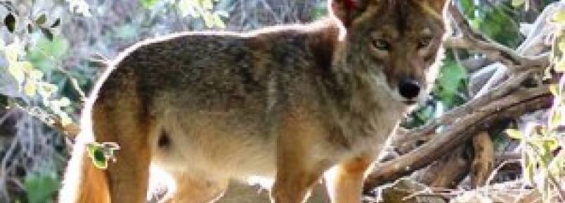 Grupos de proteção animal conseguem proibir competições de caça a coiotes no Oregon