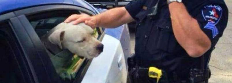 Após resgatar um pit bull da rua duas vezes, policial decide adota-lo