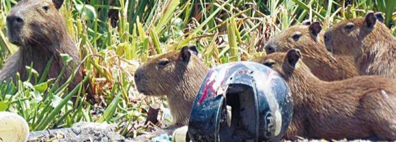 Cadê a capivara, o jacaré e a lontra que estavam aqui?