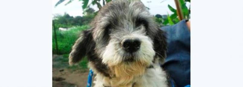 Cão abandonado é resgatado e aguarda por adoção em Salvador