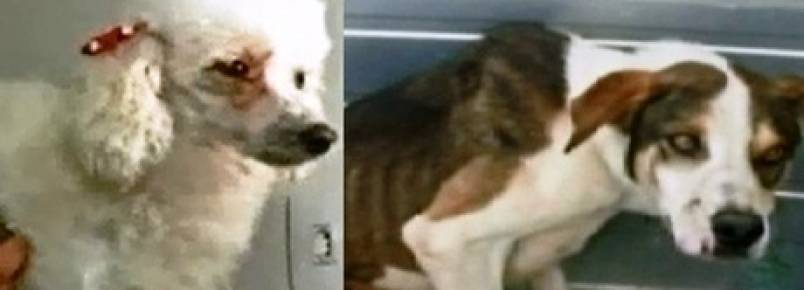 Cães são abandonados sem alimento por um mês em casa no sul de Minas.