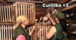 Curitiba: Decreto reconhece proteo animal como atribuio de fiscais