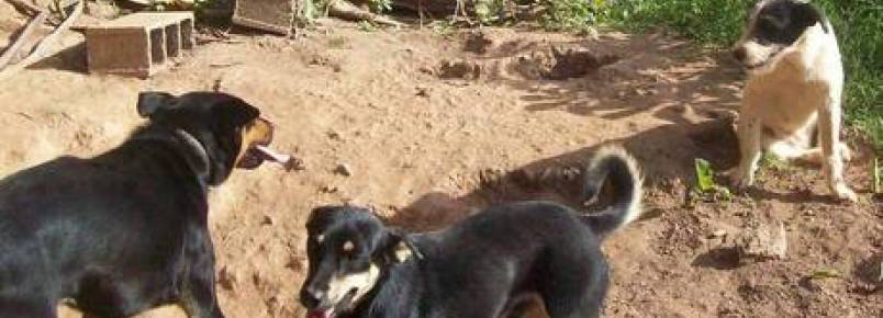 Protetora de animais pede ajuda para cuidar de cães abandonados