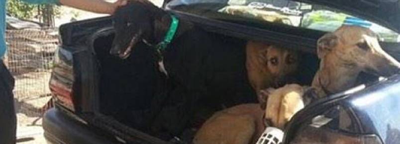 Criadores que exploram galgos em corridas de lebres são detidos