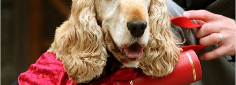 Cão participa de formatura após ajudar dono a terminar a faculdade