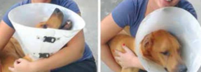 Casal se sensibiliza e adota cão abandonado em rodovia