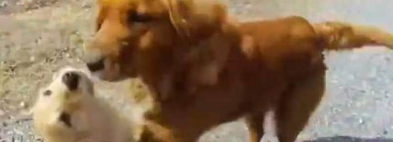 Filhote de cachorro reencontra a mãe após quatro meses separados