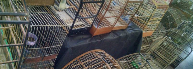 Polícia Ambiental apreende quase 80 aves silvestres em cativeiro em Colombo