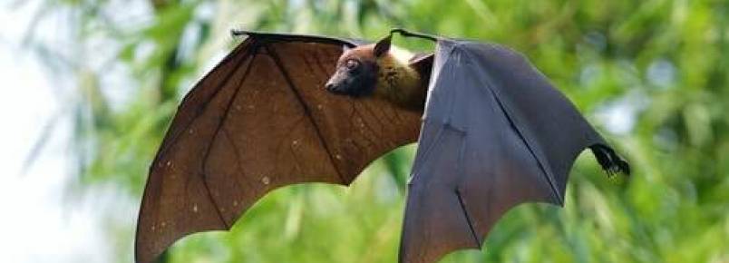 Morcegos e vampiros, uma curiosa associao