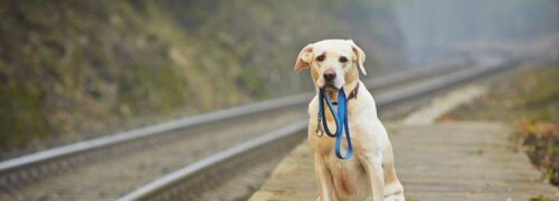 O que fazer se encontrar um animal perdido