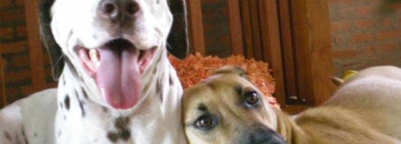 44% o consideram o cão como filho, revela pesquisa. Feliz No Dia Mundial dos Animais!