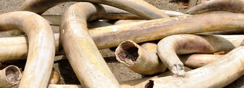 ONU pede um basta  comercializao de marfim