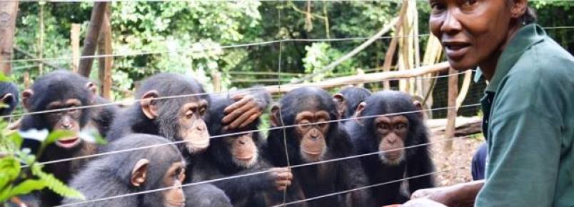 Chimpanzés sofrem consequências do surto de ebola em santuário de Serra Leoa