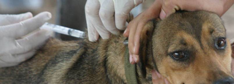 3.818 animais já foram vacinados contra a raiva em Santos