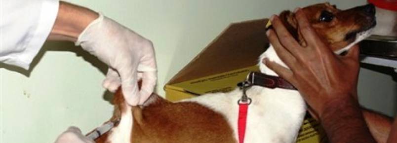 Município promove vacinação antirrábica em cães e gatos