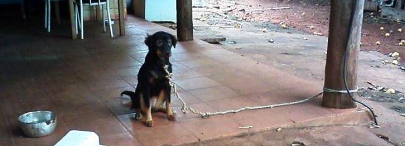Protetor encontra cães amarrados e famintos 