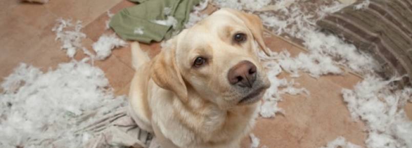 Desvende 5 sentimentos do seu cão