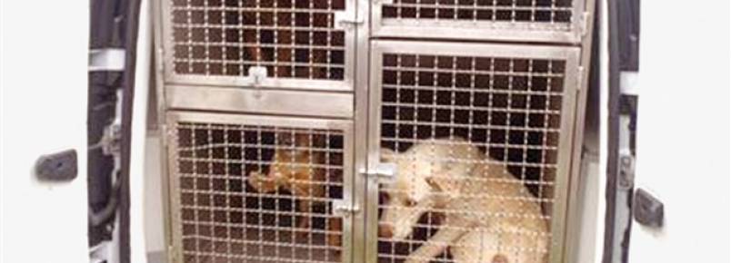 GNR tira cães a dona suspeita de maus-tratos