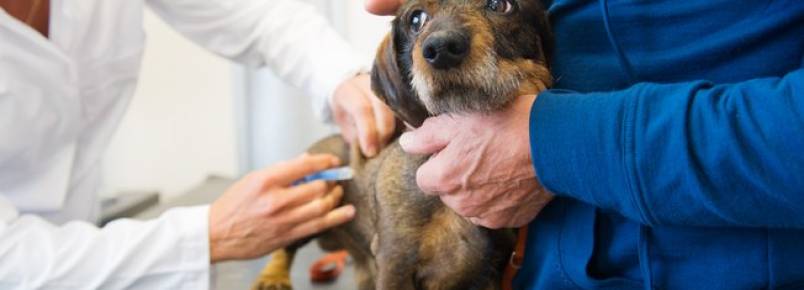 O que fazer com cachorros que têm medo do veterinário?