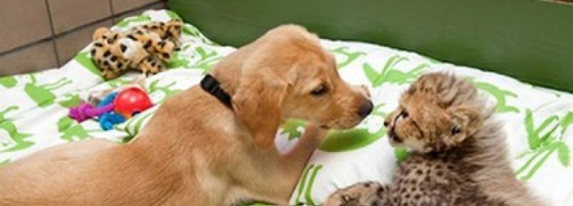 Criados juntos, Guepardo e cachorro vivem como irmãos