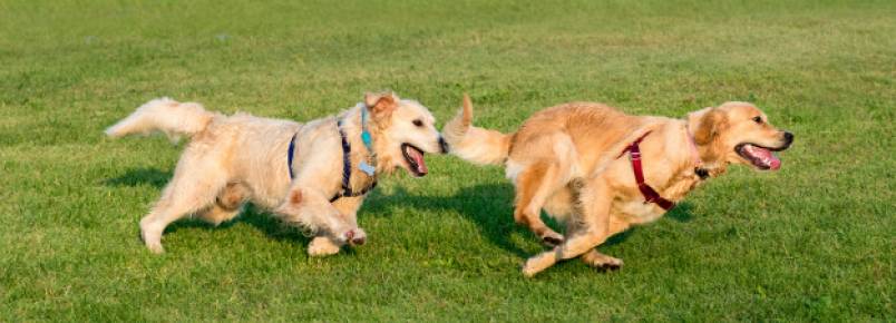Creche para cães – O guia completo com tudo que você precisa saber