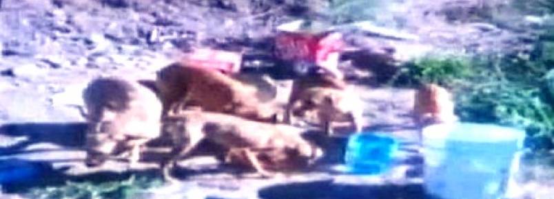 Cães são abandonados sem água e comida e seis morrem em BH