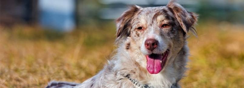Meu cão engasgou