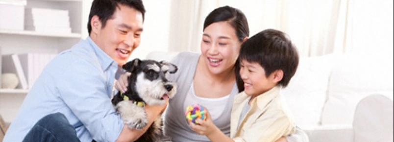 8 MOTIVOS PARA ADOTAR UM ANIMAL