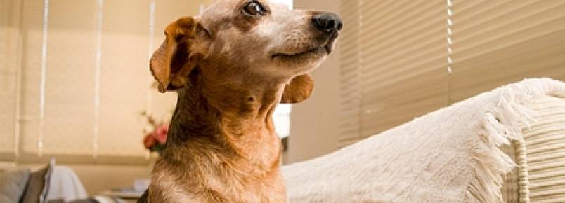 Cães idosos são os que mais sofrem com doenças no fígado