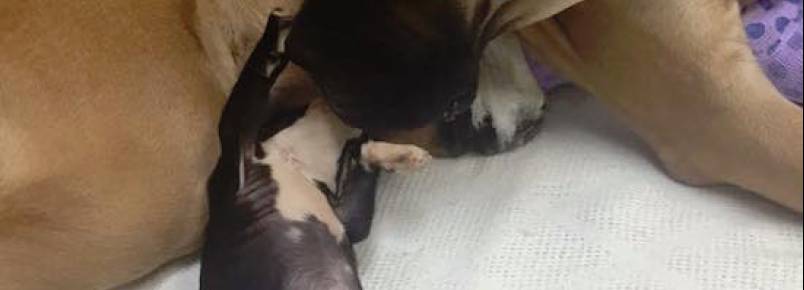 Cães abandonados se conhecem em hospital e se tornam grandes amigos