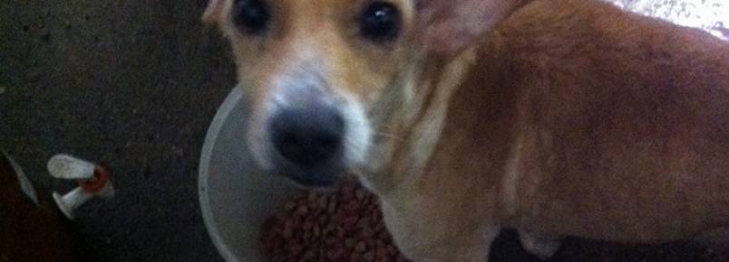 Grupo acha 26 cães abandonados em 2 casas