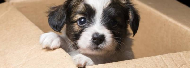 Adoção de um animal abandonado é muito mais que recolher da rua