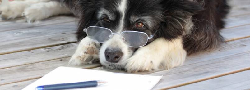 A artrose canina: diagnóstico e tratamento
