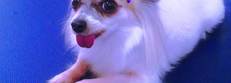 Cleo esteve na Clinvet para ficar ainda mais linda