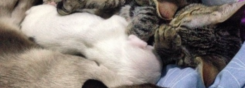 Cachorro que perdeu uma das patas encontra um lar cheio de amor